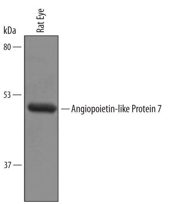 ANGPTL7 Antibody in Western Blot (WB)