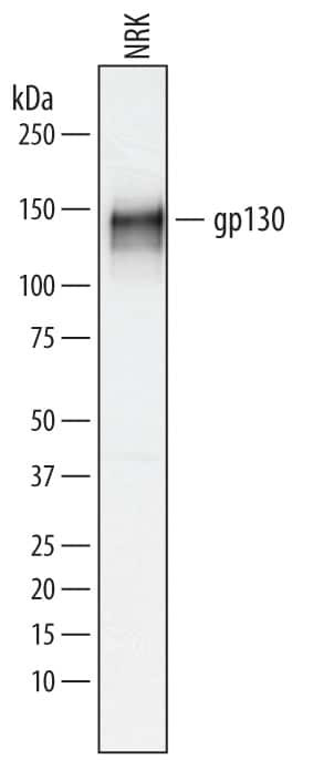 GP130 Antibody in Western Blot (WB)