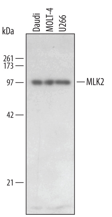 MLK2 Antibody in Western Blot (WB)