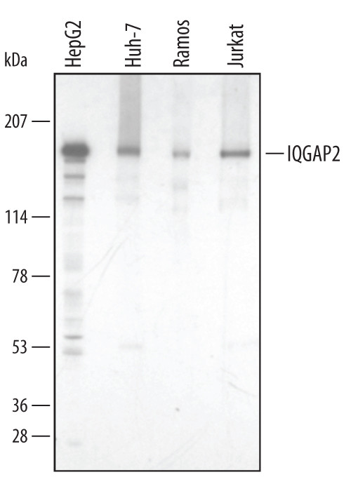 IQGAP2 Antibody in Western Blot (WB)
