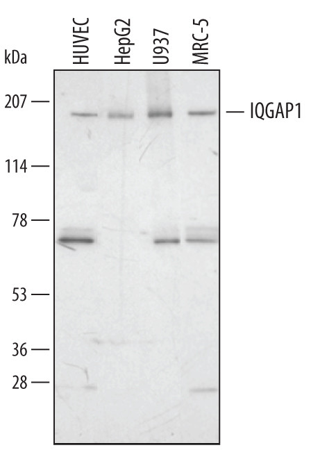 IQGAP1 Antibody in Western Blot (WB)