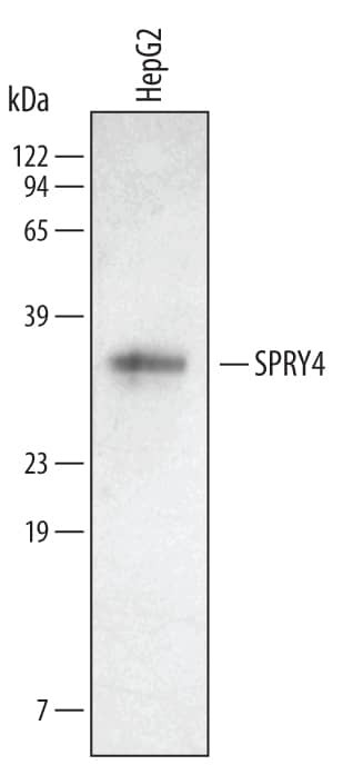 SPRY4 Antibody in Western Blot (WB)