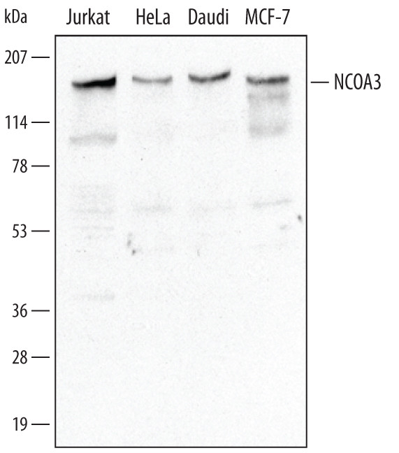 SRC3 Antibody in Western Blot (WB)