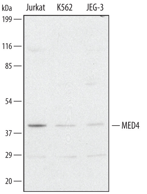 MED4 Antibody in Western Blot (WB)