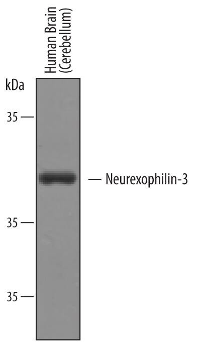NXPH3 Antibody in Western Blot (WB)