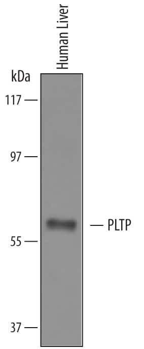 PLTP Antibody in Western Blot (WB)