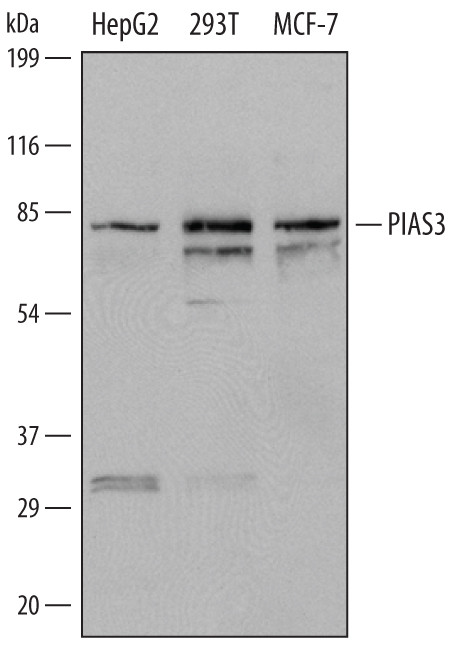PIAS3 Antibody in Western Blot (WB)