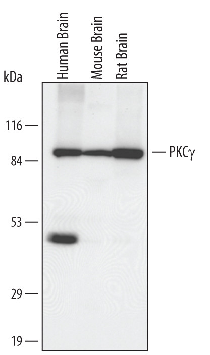 PKC gamma Antibody in Western Blot (WB)