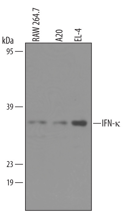 IFNK Antibody in Western Blot (WB)