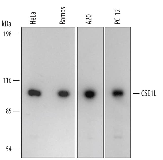 CAS Antibody in Western Blot (WB)