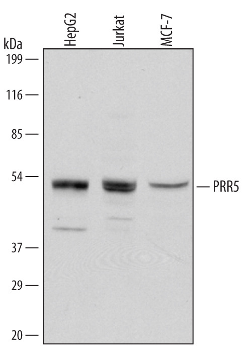 PRR5 Antibody in Western Blot (WB)