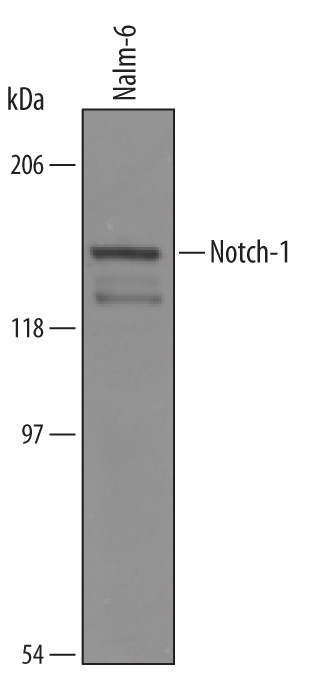 NOTCH1 Antibody in Western Blot (WB)