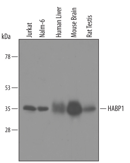 C1QBP Antibody in Western Blot (WB)