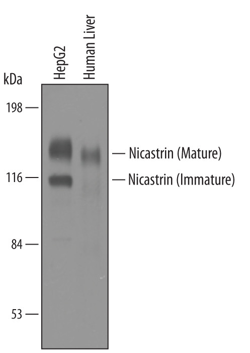 Nicastrin Antibody in Western Blot (WB)