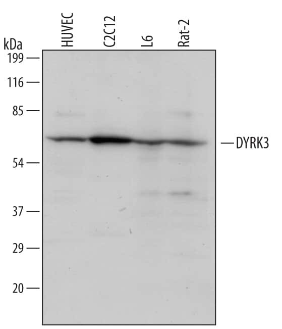 DYRK3 Antibody in Western Blot (WB)