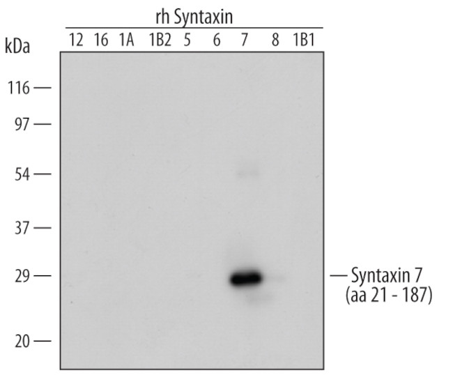 STX7 Antibody in Western Blot (WB)