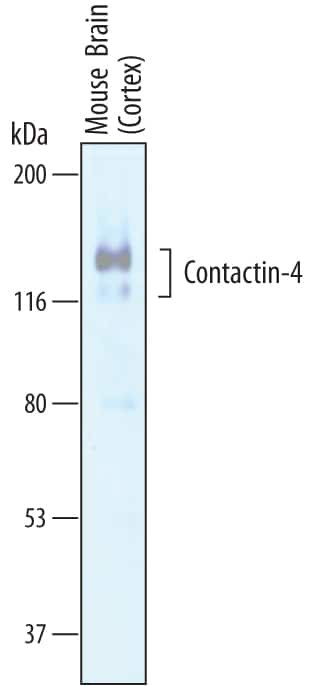 Contactin 4 Antibody in Western Blot (WB)