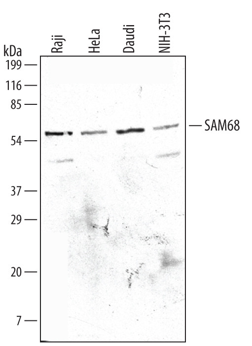 SAM68 Antibody in Western Blot (WB)
