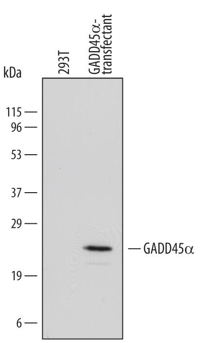 GADD45A Antibody in Western Blot (WB)