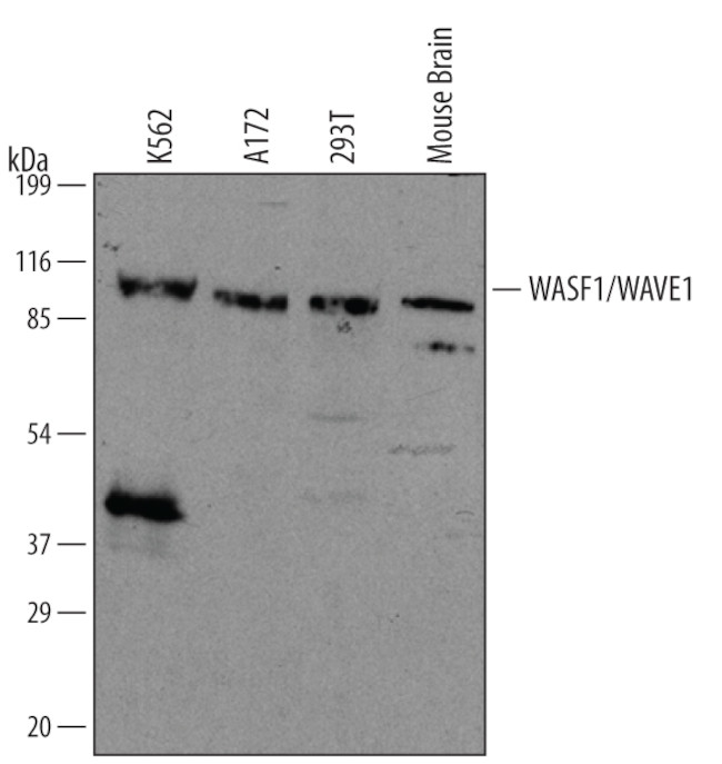 WAVE1 Antibody in Western Blot (WB)