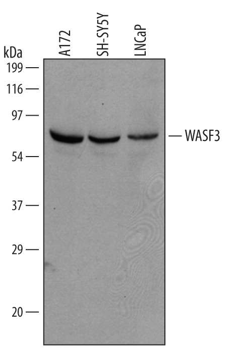 WASF3 Antibody in Western Blot (WB)