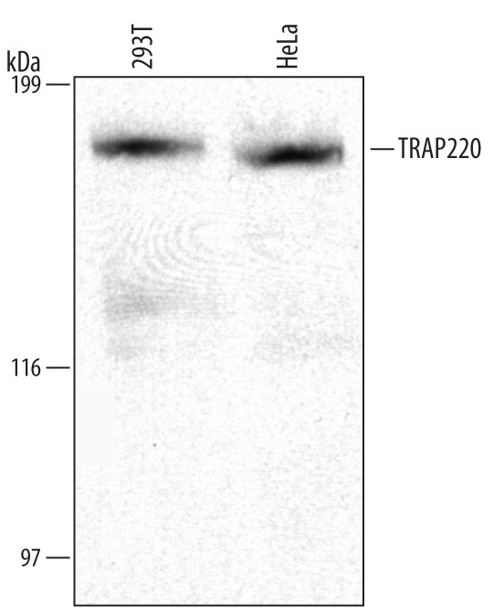 TRAP220 Antibody in Western Blot (WB)