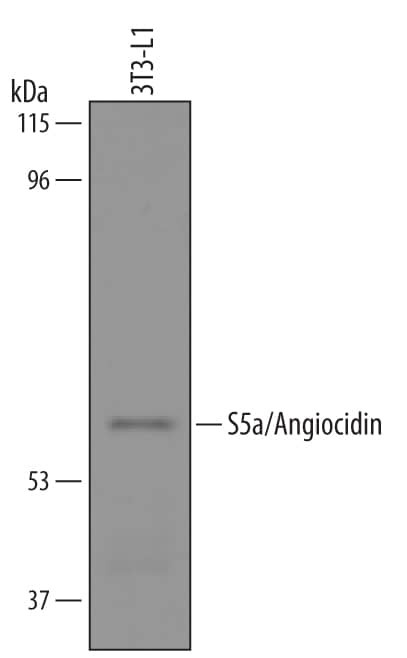 Angiocidin Antibody in Western Blot (WB)