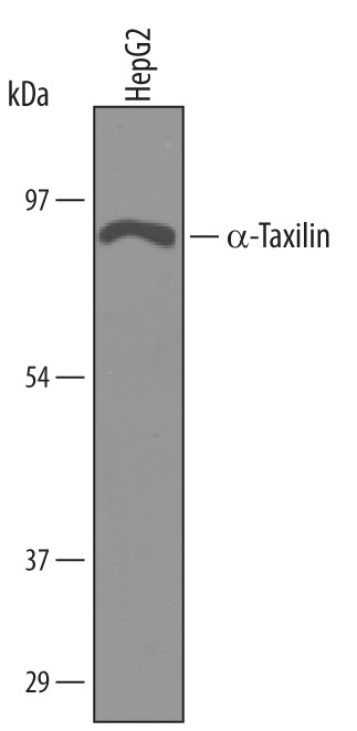 TXLNA Antibody in Western Blot (WB)