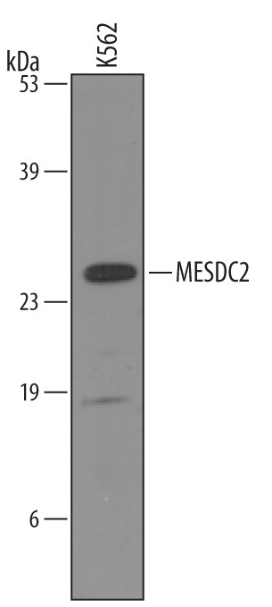 MESDC2 Antibody in Western Blot (WB)