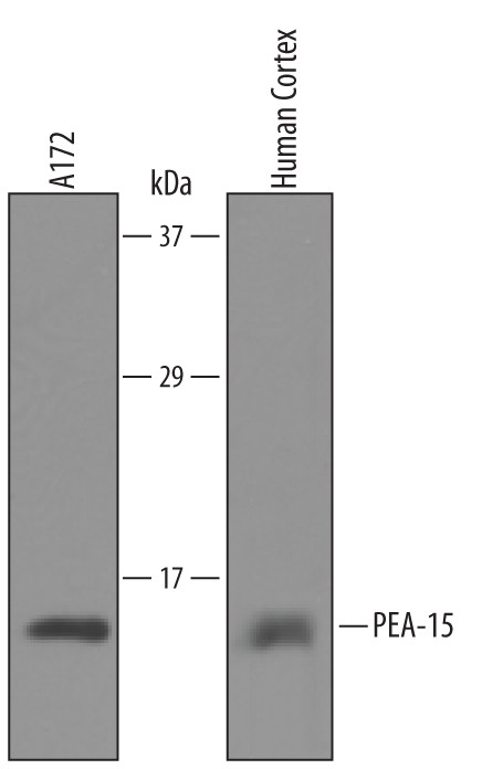 PEA15 Antibody in Western Blot (WB)