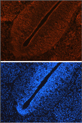 LRRTM2 Antibody in Immunohistochemistry (Frozen) (IHC (F))