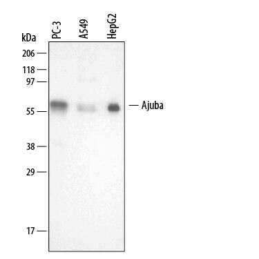 AJUBA Antibody in Western Blot (WB)