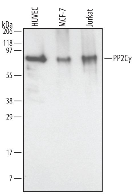 PPM1G Antibody in Western Blot (WB)