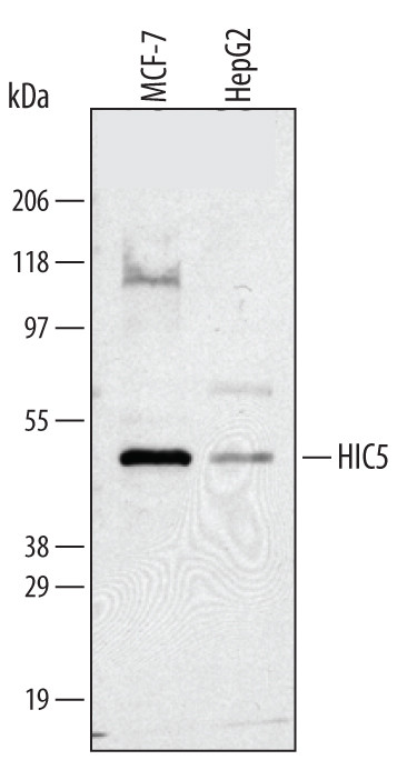 HIC5 Antibody in Western Blot (WB)