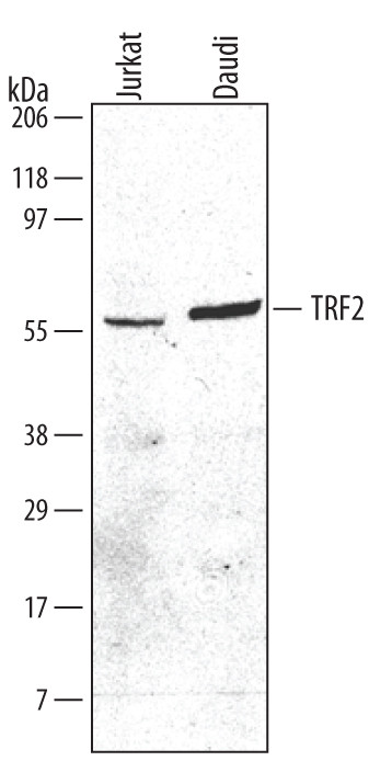 TRF2 Antibody in Western Blot (WB)