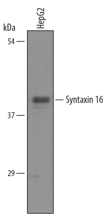 STX16 Antibody in Western Blot (WB)