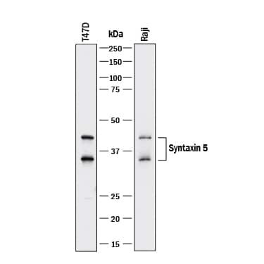 STX5 Antibody in Western Blot (WB)