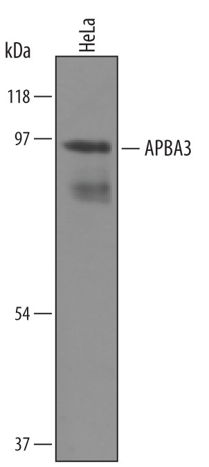 MINT3 Antibody in Western Blot (WB)