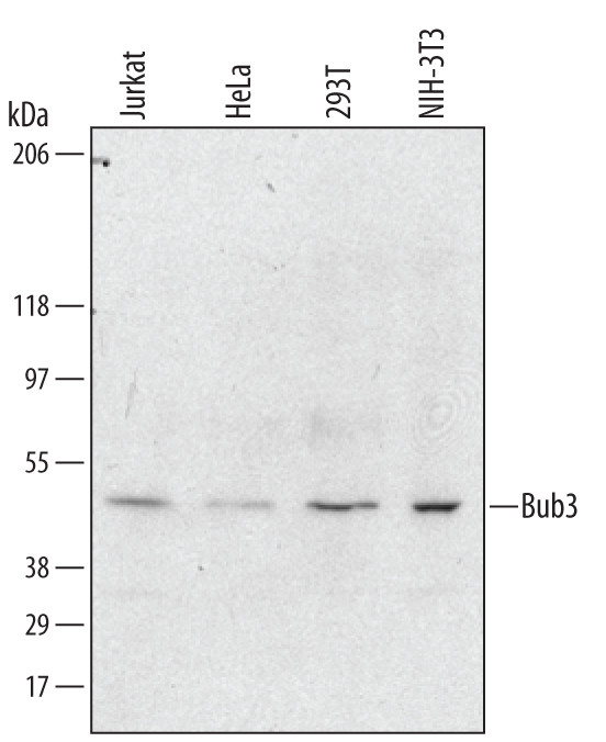 Bub3 Antibody in Western Blot (WB)