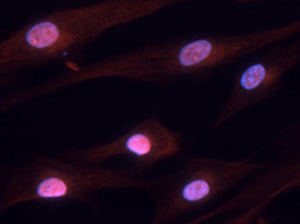 Hairless Antibody in Immunocytochemistry (ICC/IF)