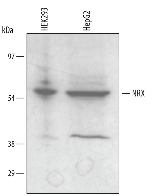 NXN Antibody in Western Blot (WB)