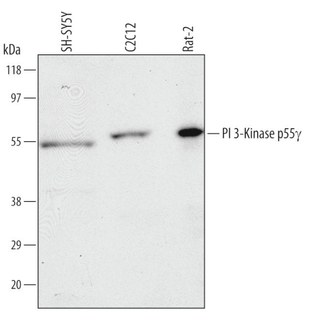 PI3K p55 gamma Antibody in Western Blot (WB)