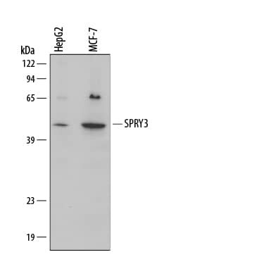 SPRY3 Antibody in Western Blot (WB)