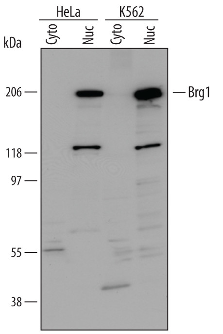 BRG1 Antibody in Western Blot (WB)