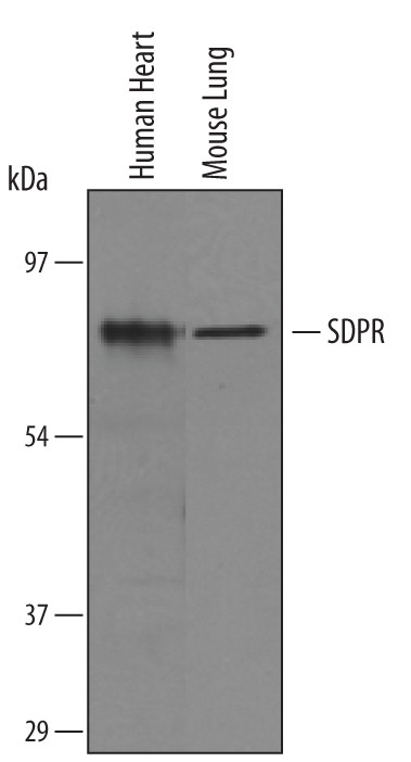 SDPR Antibody in Western Blot (WB)