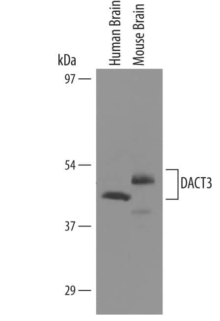 DACT3 Antibody in Western Blot (WB)
