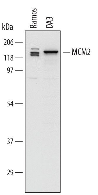 MCM2 Antibody in Western Blot (WB)
