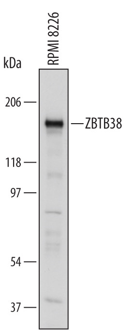 ZBTB38 Antibody in Western Blot (WB)