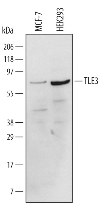 TLE3 Antibody in Western Blot (WB)