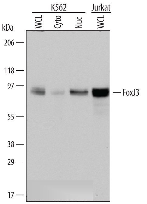 FOXJ3 Antibody in Western Blot (WB)